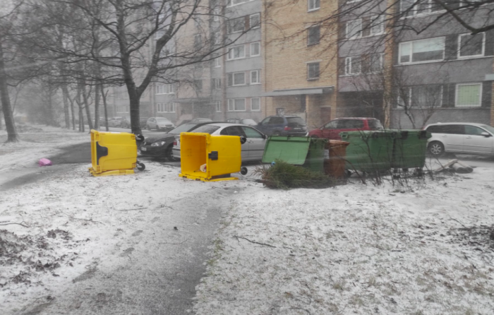 Purčiks un misenes
