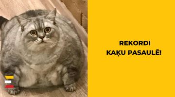 Smagākais, mazākais un pat bagātākais kaķis