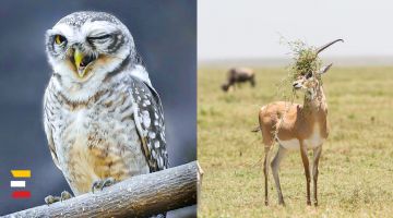 12 smieklīgākās savvaļas dzīvnieku bildes