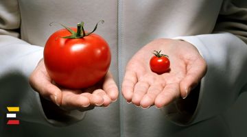 5 FAKTI PAR ĢMO