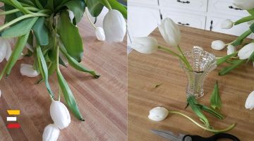 Knifiņi, kā saglabāt svētkos saņemtās tulpes ilgāk